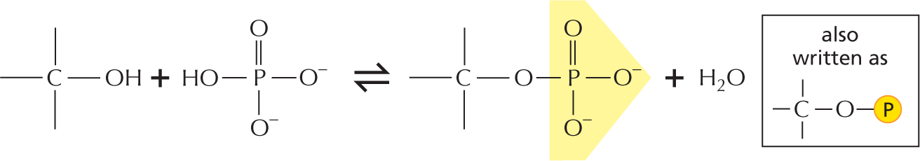 Panel 8 shows phosphates