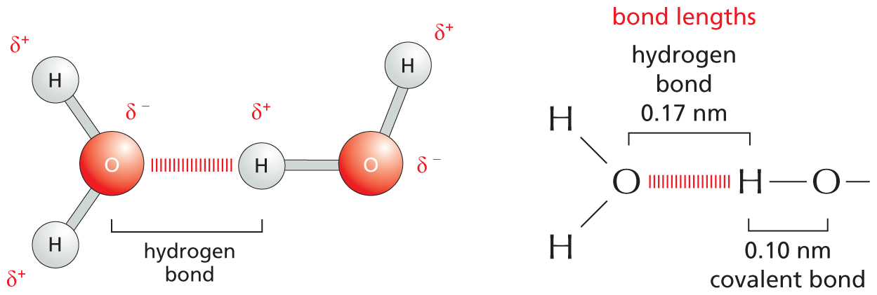 Panel 1 shows examples of hydrogen bonds.