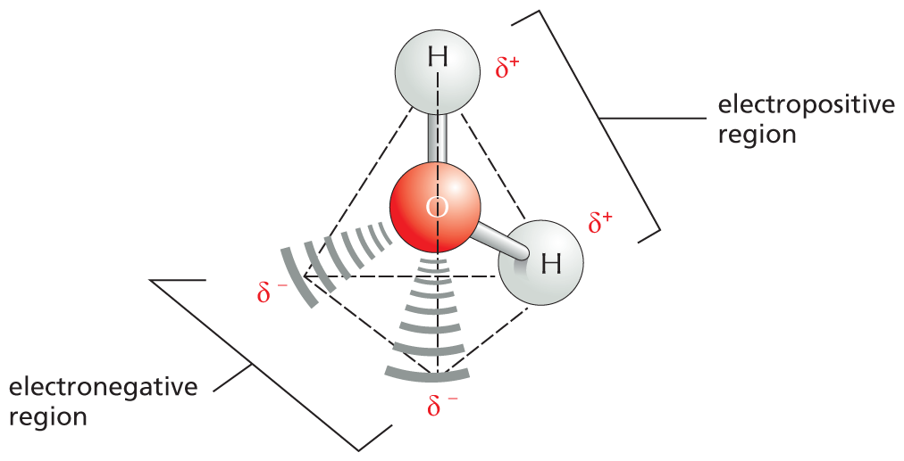 Panel 2 discusses the polarity of water molecules.