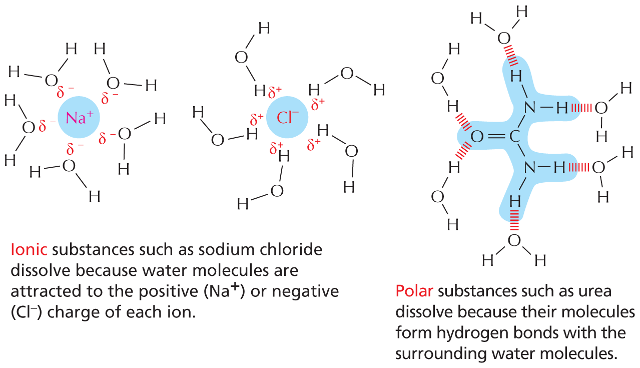 Panel 4 describes hydrophilic molecules.