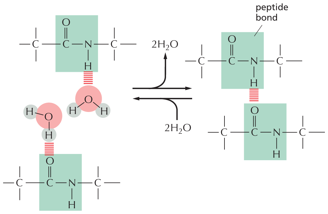 Panel 3 reviews hydrogen bonds.