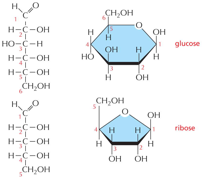 Panel 2 describes ring formation.