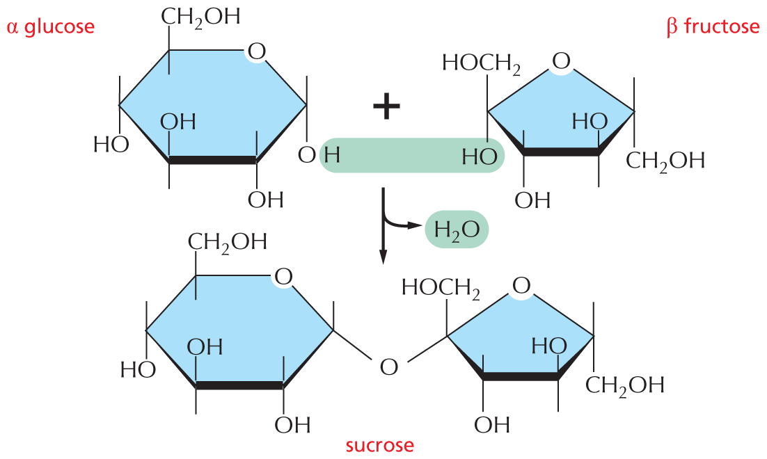 Panel 6 shows disaccharides.