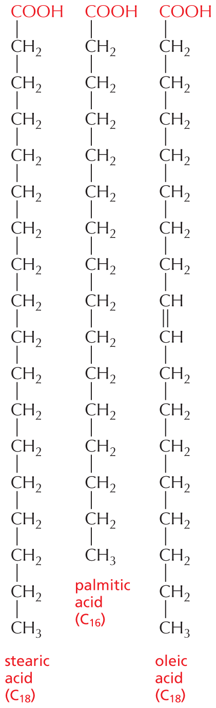 Panel 1 provides an overview of fatty acids.