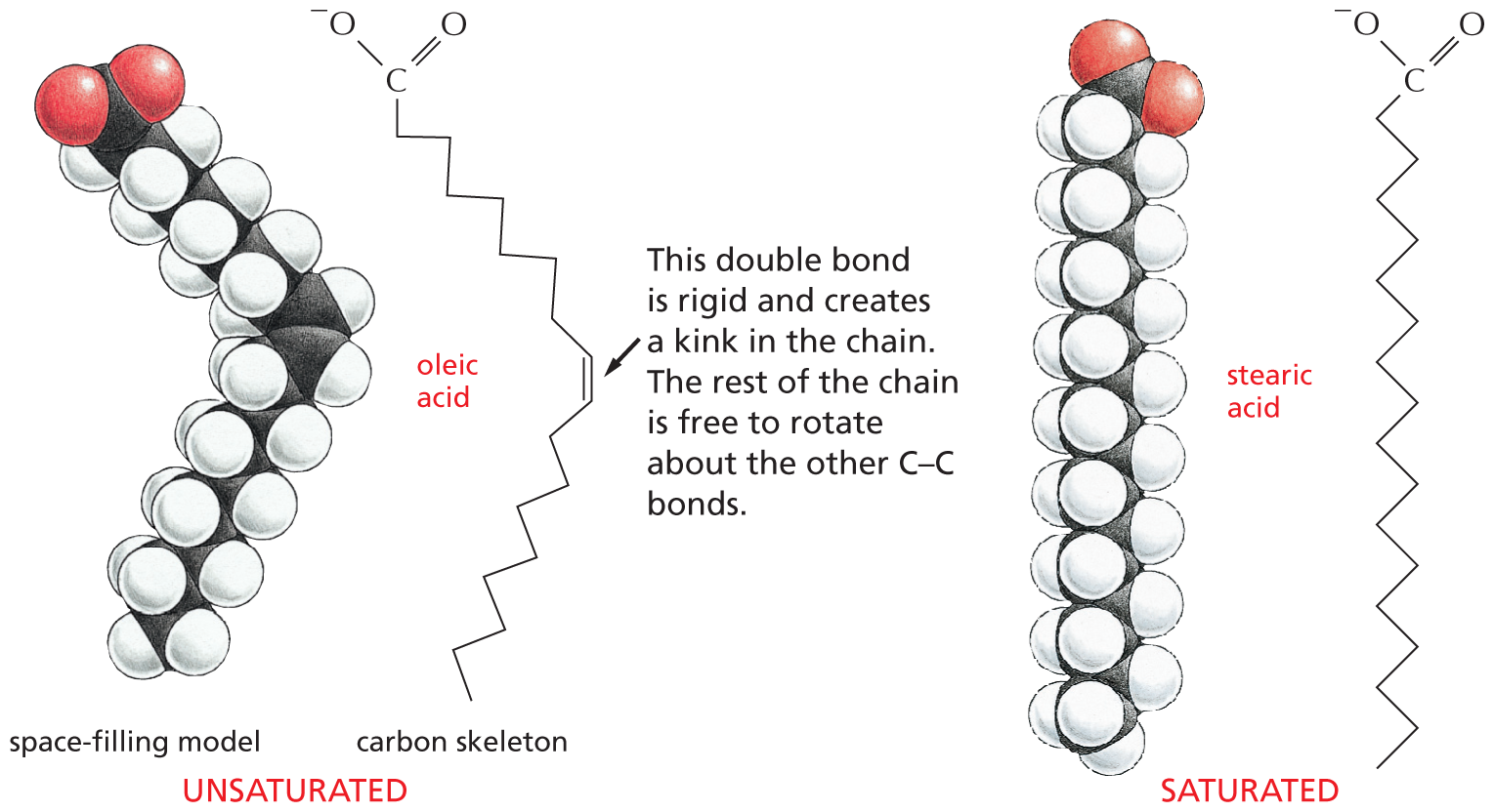 Panel 1 provides an overview of fatty acids.