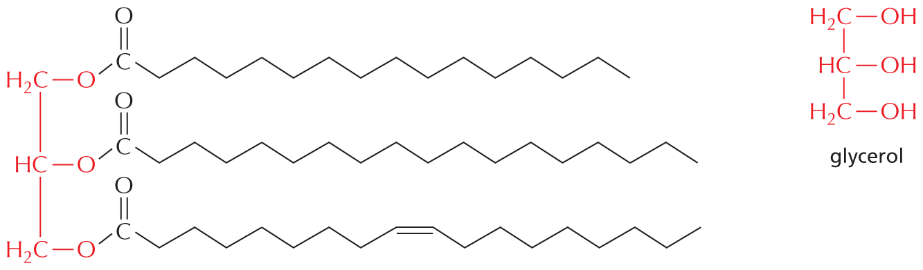 Panel 2 shows triaglycerols.