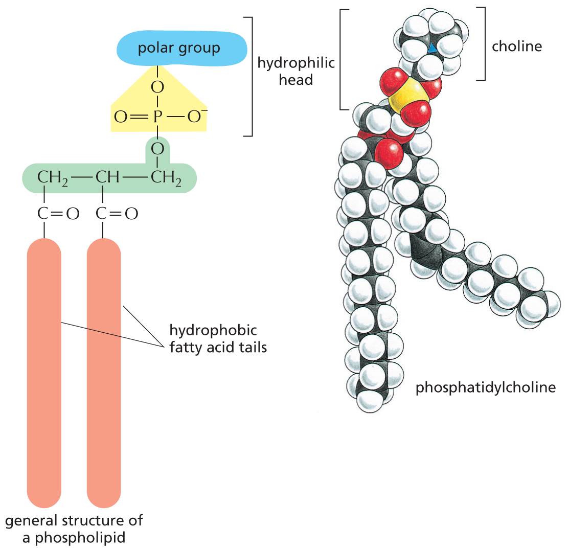 Panel 4 describes phospholipids.