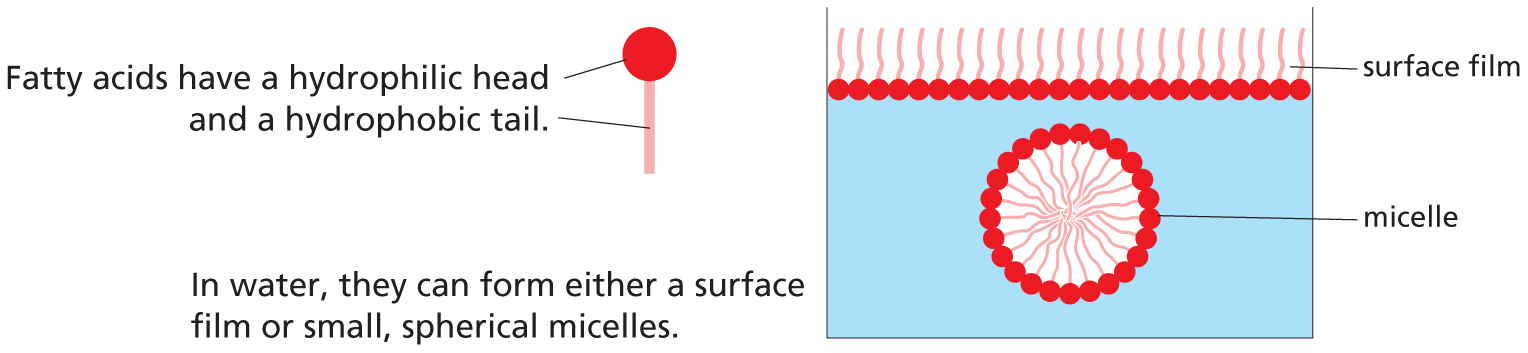 Panel 5 describes lipid aggregates.