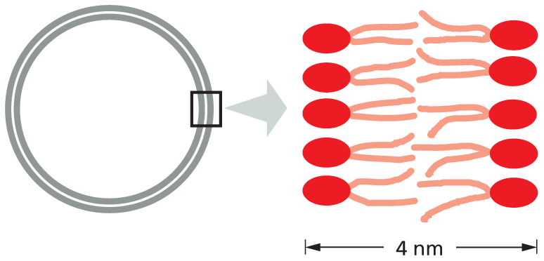 Panel 5 describes lipid aggregates.