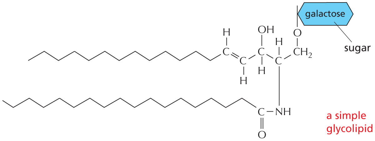 Panel 8 describes glycolipids.