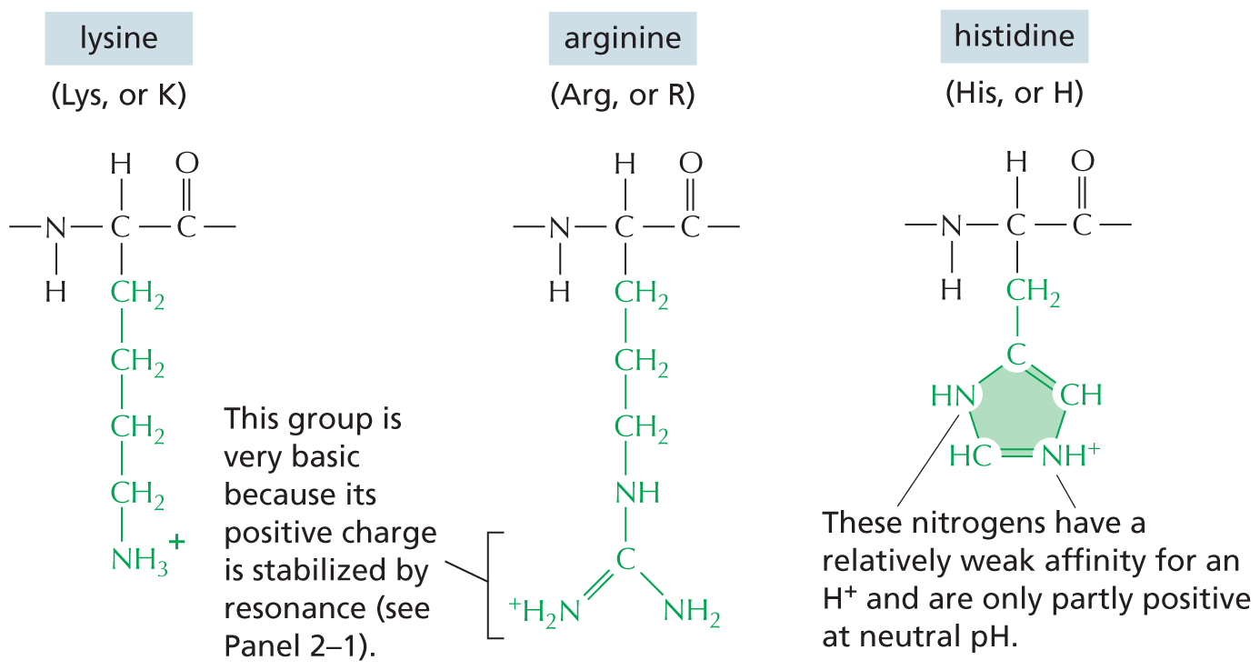 Panel 2 shows the structures of amino acids with basic side chains.