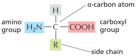 Panel 3 describes the general amino acid structure