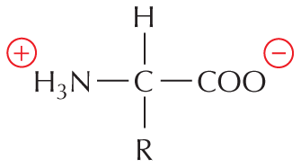 Panel 3 describes the general amino acid structure