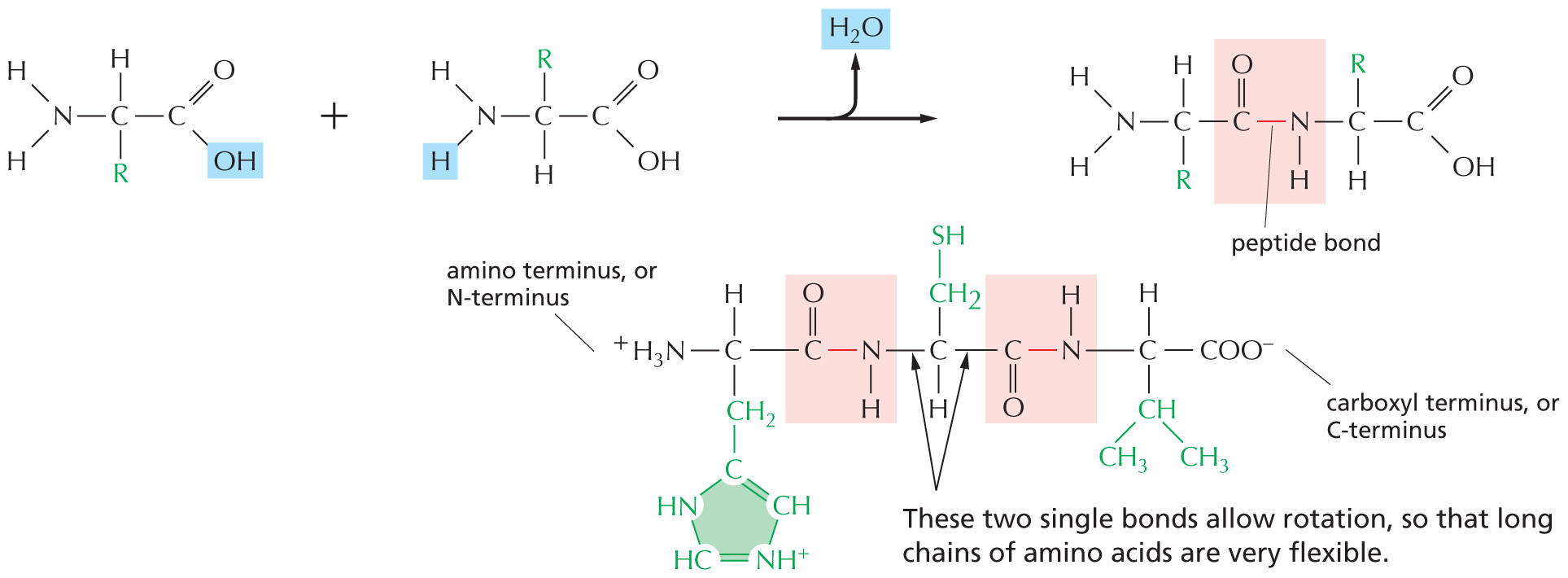 Panel 5 discusses peptide bonds.