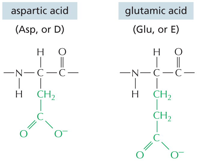 Panel 6 shows the structures of amino acids with acidic side chains.