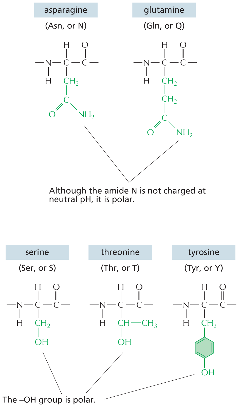 Panel 7 shows the structures of amino acids with uncharged polar side chains.