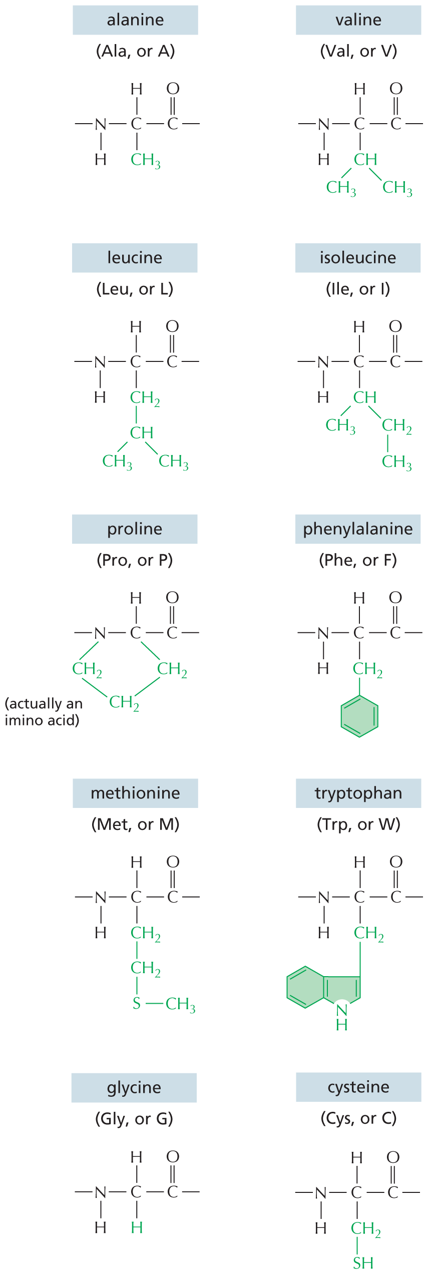 Panel 8 shows the structures of amino acids with uncharged polar side chains.