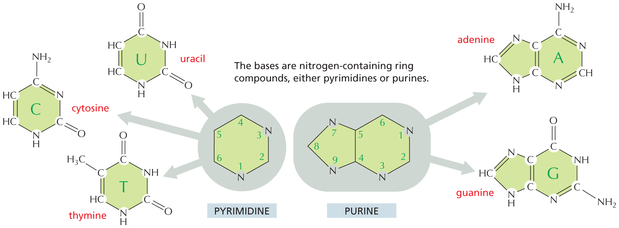 Panel 1 shows the nucleic acid bases.