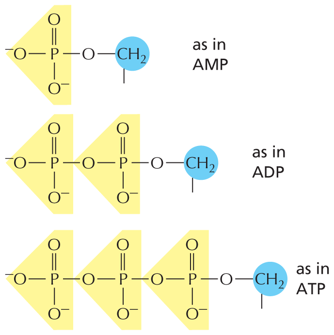 Panel 2 shows phosphates.