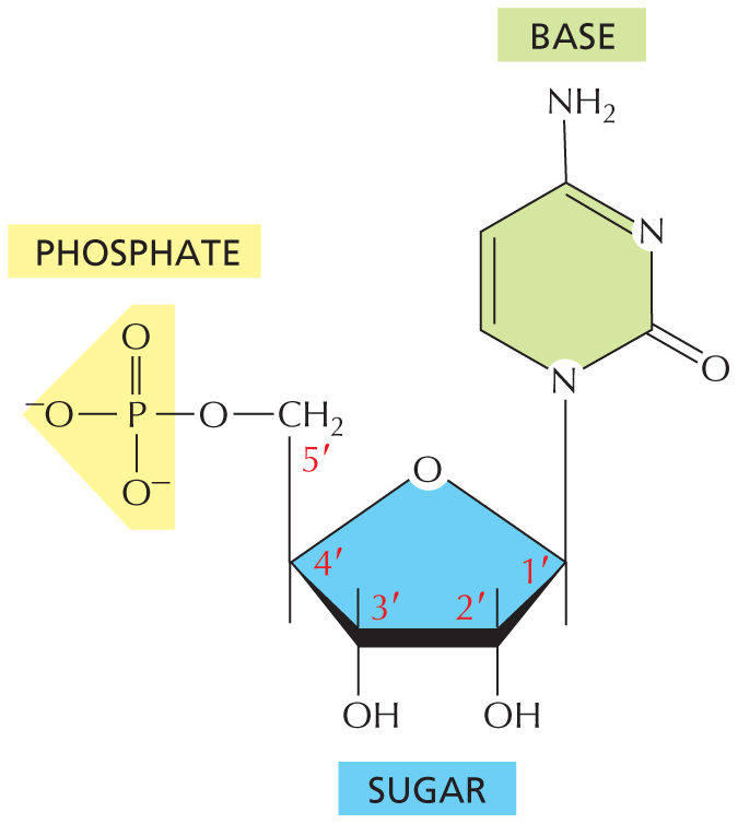 Panel 3 shows the structure of a nucleotide.