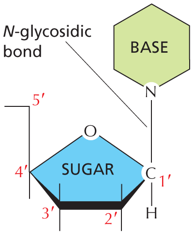 Panel 4 shows base to sugar linkage.