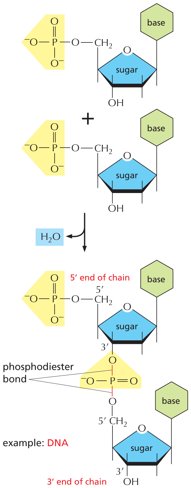 Panel 7 describes nucleic acids.