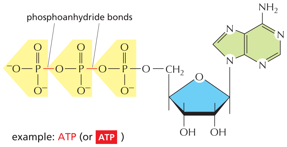 Panel 8 describes additional functions of nucleotides and their derivatives.