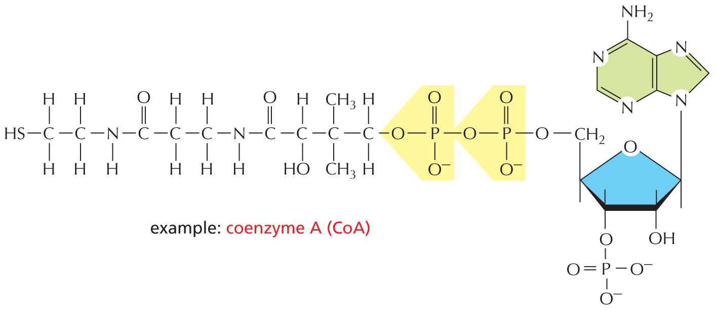 Panel 8 describes additional functions of nucleotides and their derivatives.