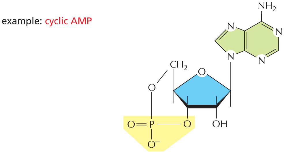 Panel 8 describes additional functions of nucleotides and their derivatives.