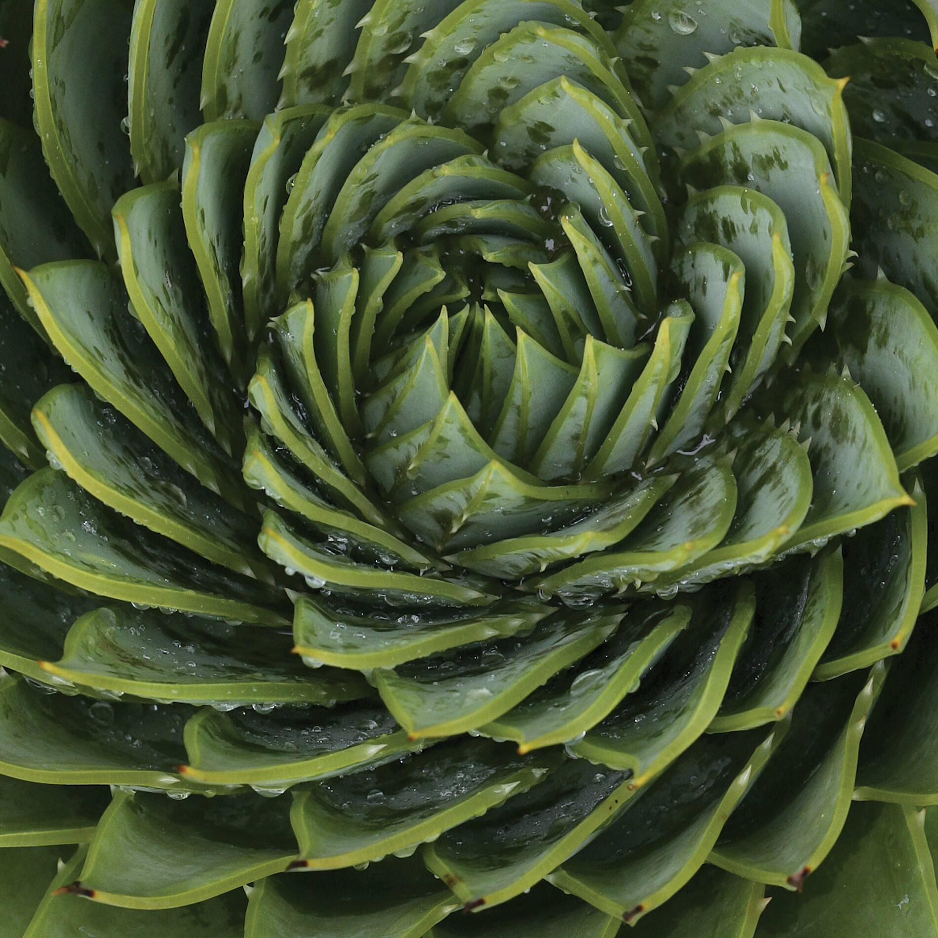 A plant with a spiral leaf pattern.