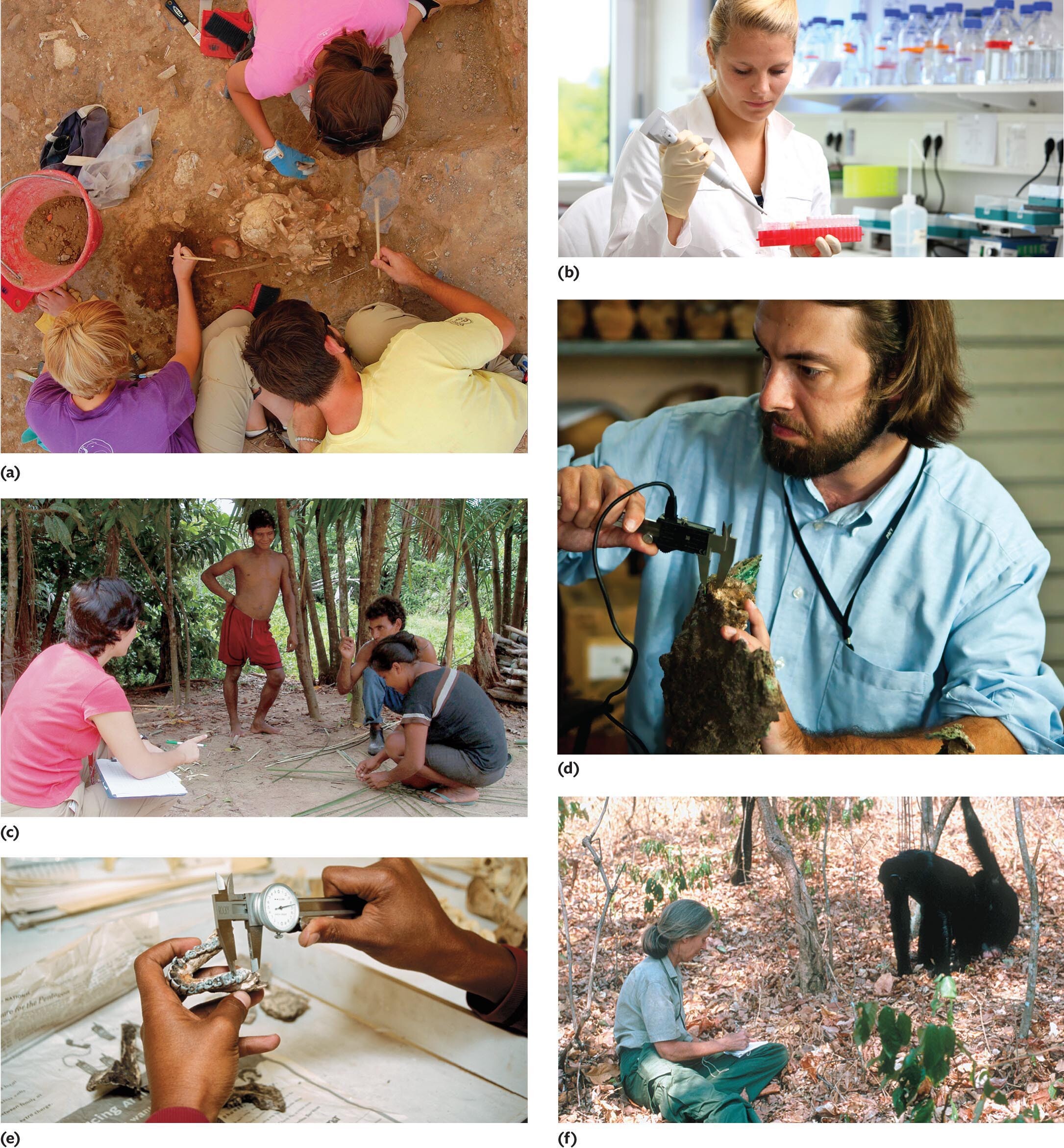 A six-part figure illustrating things biological anthropologists do.