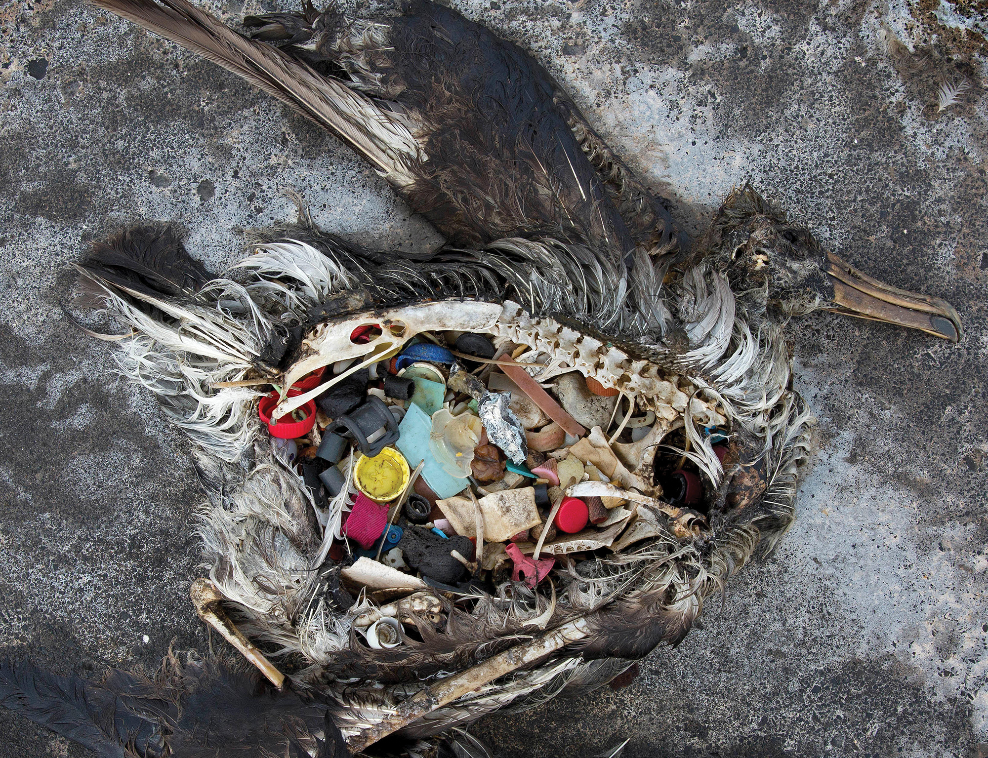 The decomposing body of a bird shows bottle caps, plastic, and other assorted trash in its stomach.