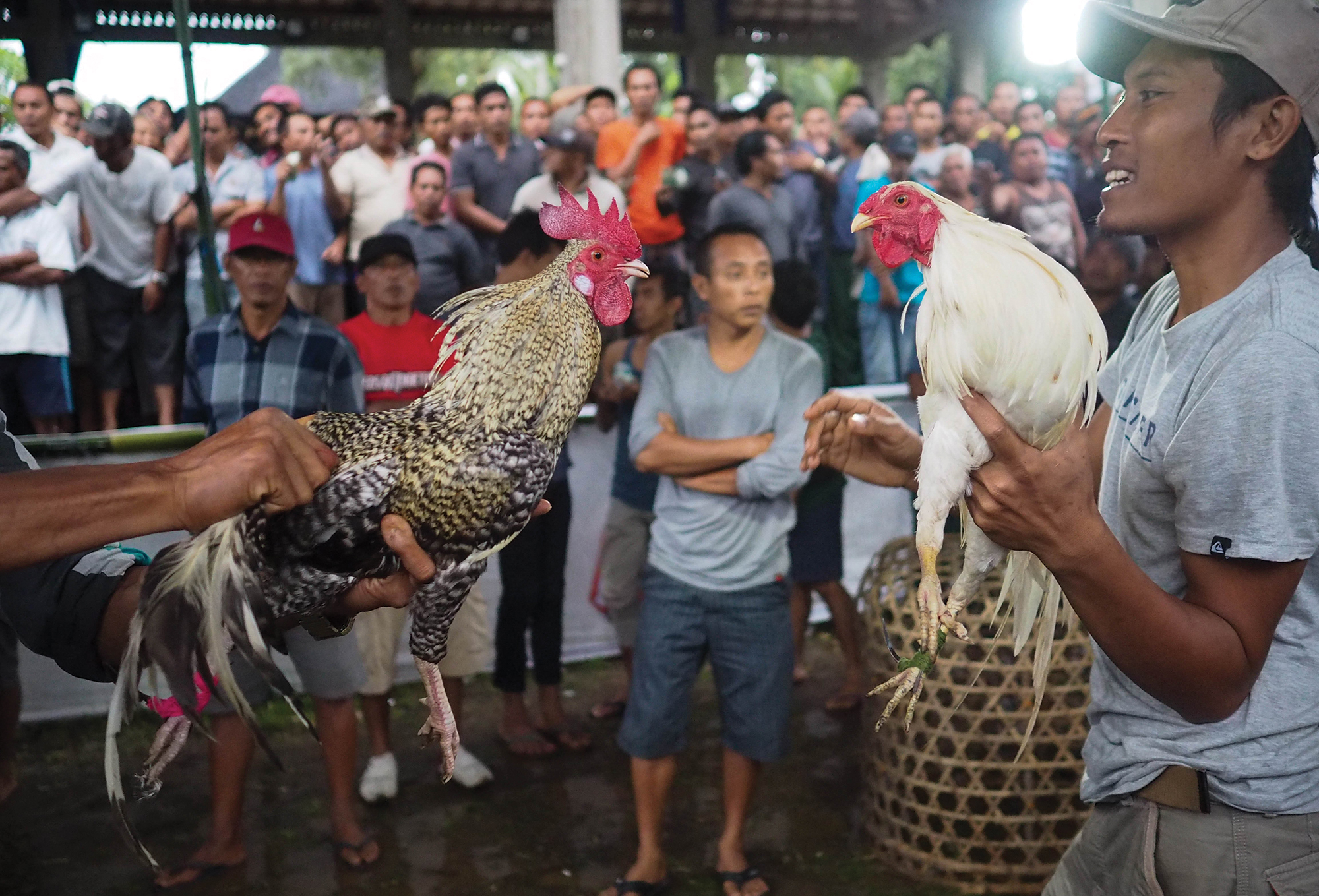 Two men holding roosters stand in a ring surrounded by spectators