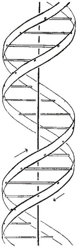A sketch shows a double-helical DNA.