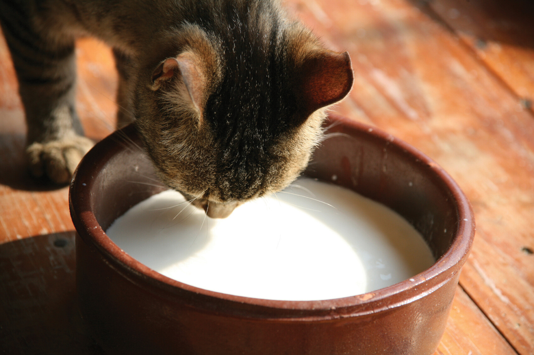 A cat drinking milk from a bowl.