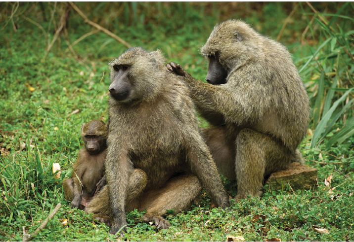 Two adult baboons and one juvenile on a grassy slope.
