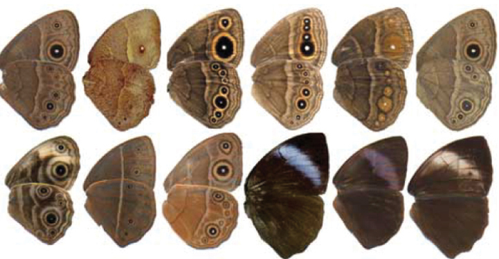 Twelve halves of butterfly wings, laid outside by side in two rows of six each.