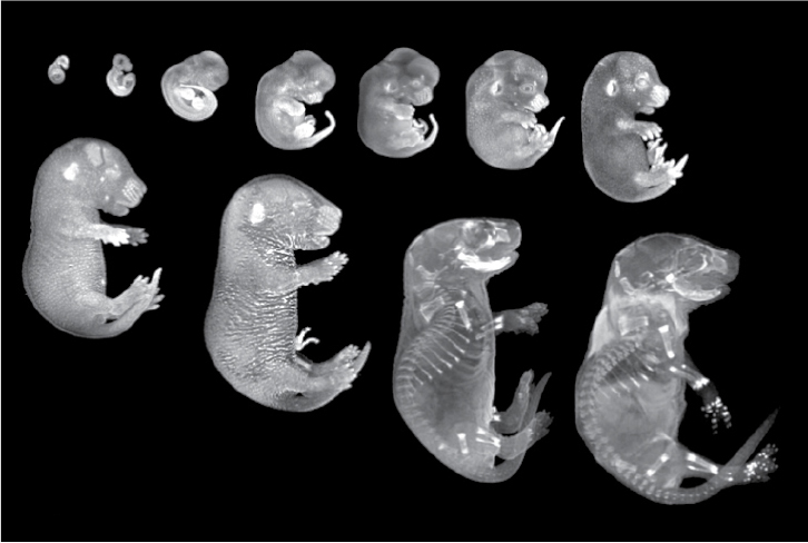 Eleven images of mouse embryos, arranged in order of size.
