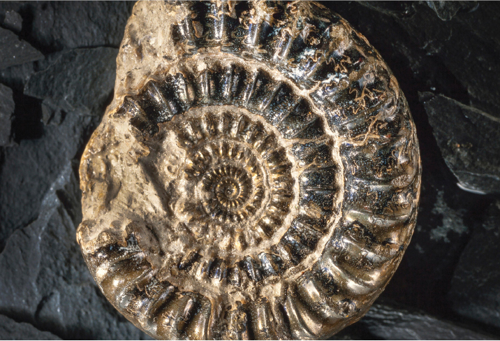 An ammonite fossil. It spirals inward like a snail shell.
