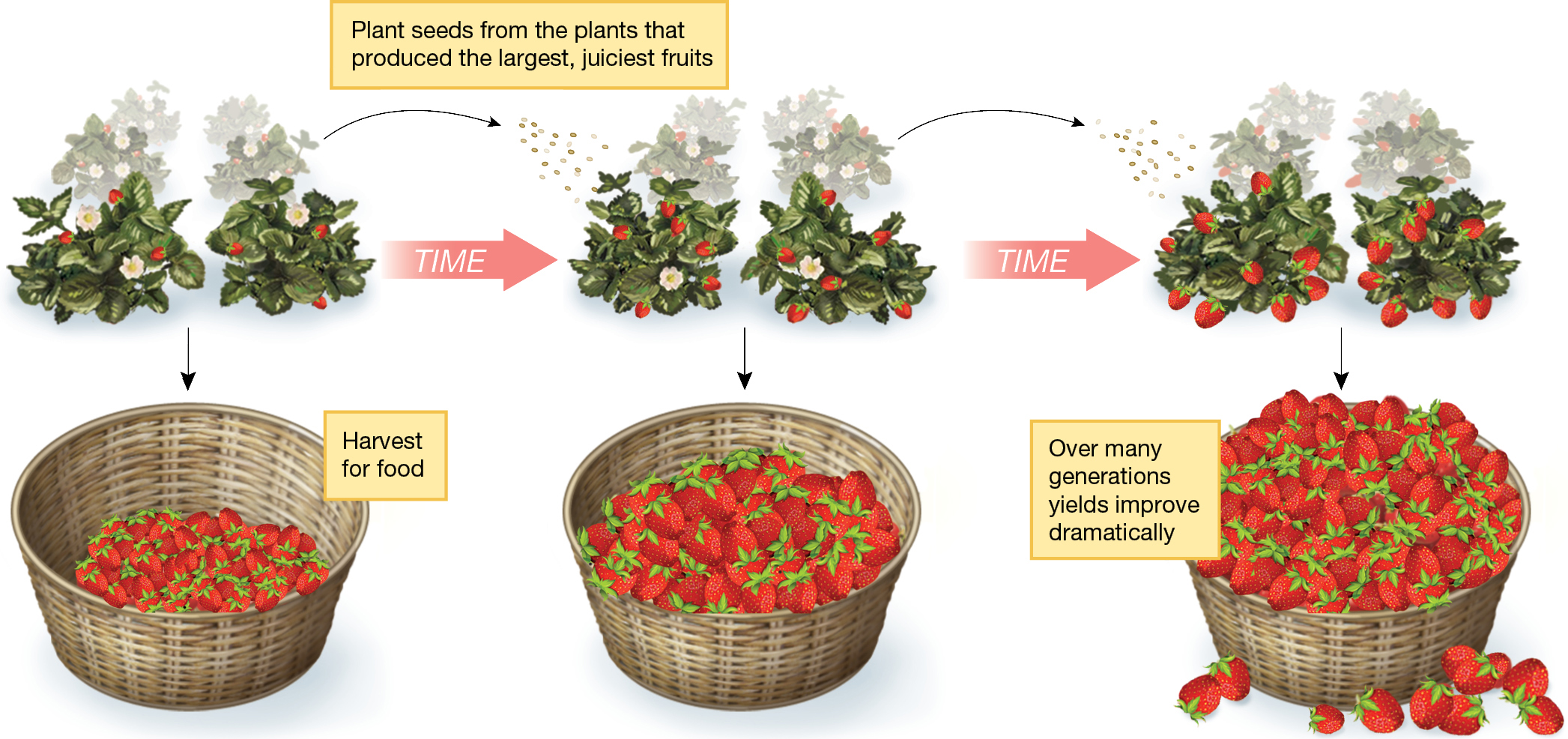 An infographic about strawberry breeding.