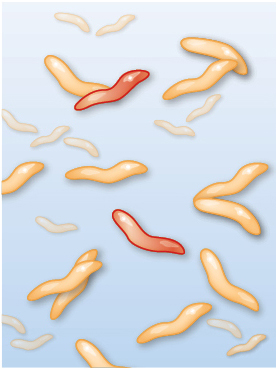 Three illustrations of how Campylobacter interacts with ciprofloxacin.