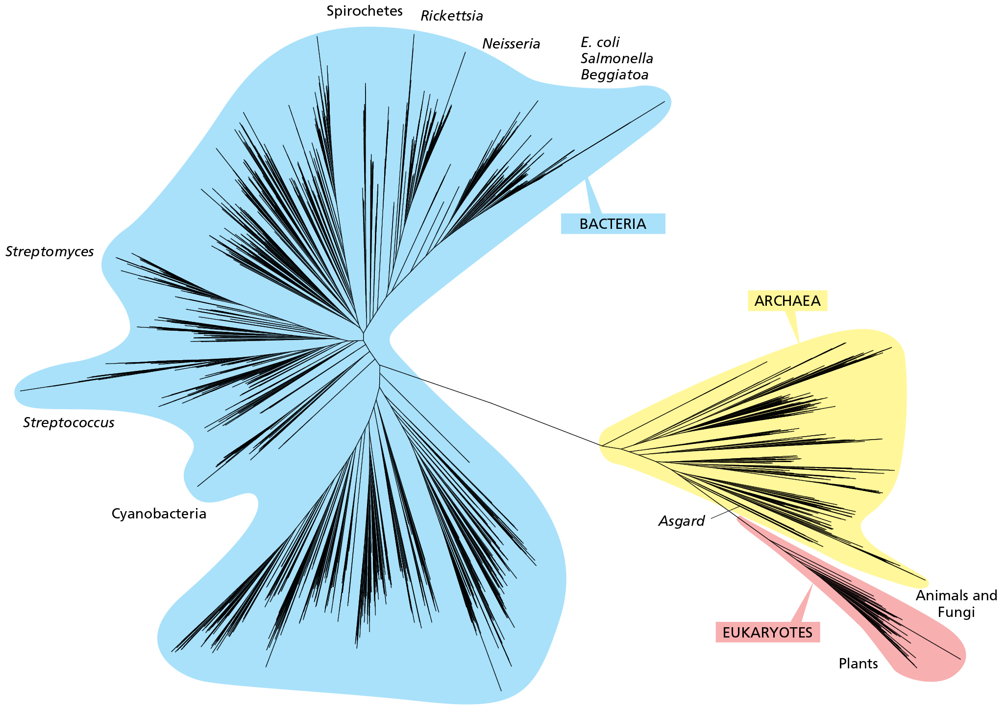 A branching diagram with three branch clusters, one for eukaryotes, one for archaea, and one for bacteria.
