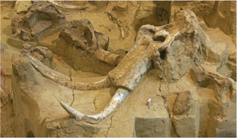 A fossilized mammoth skull on display.