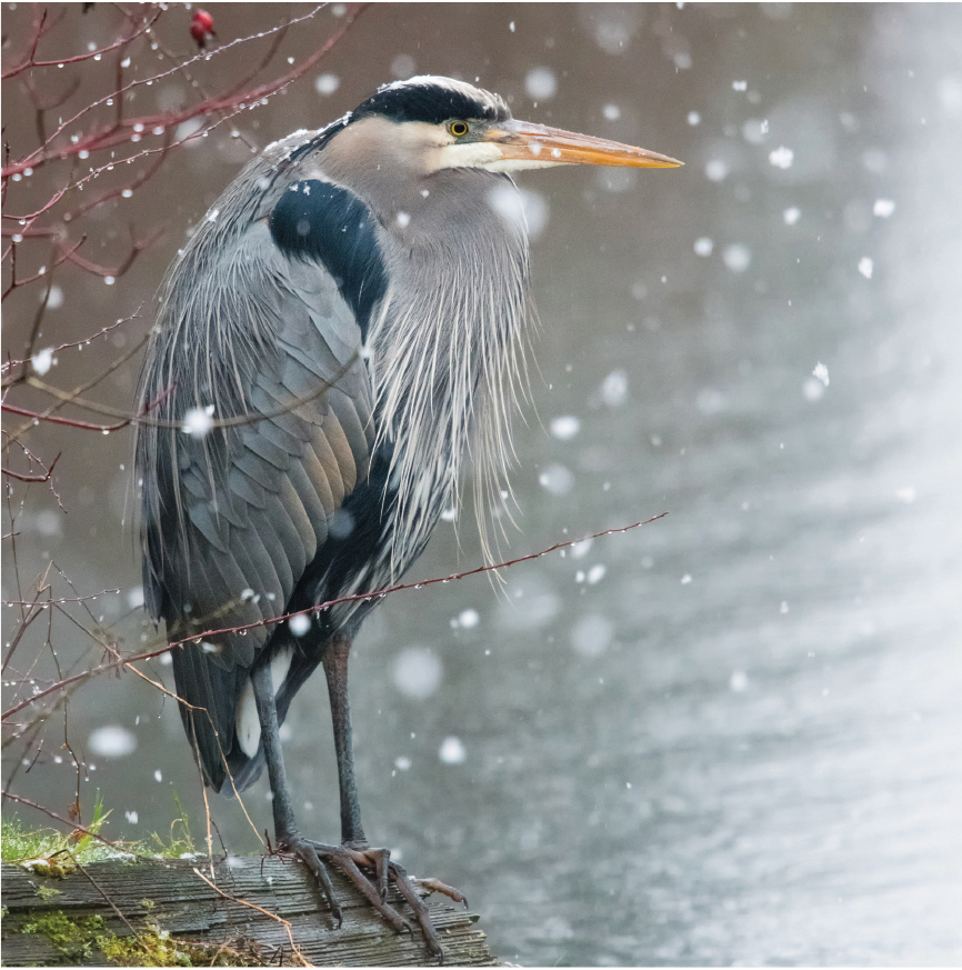 A great blue heron.