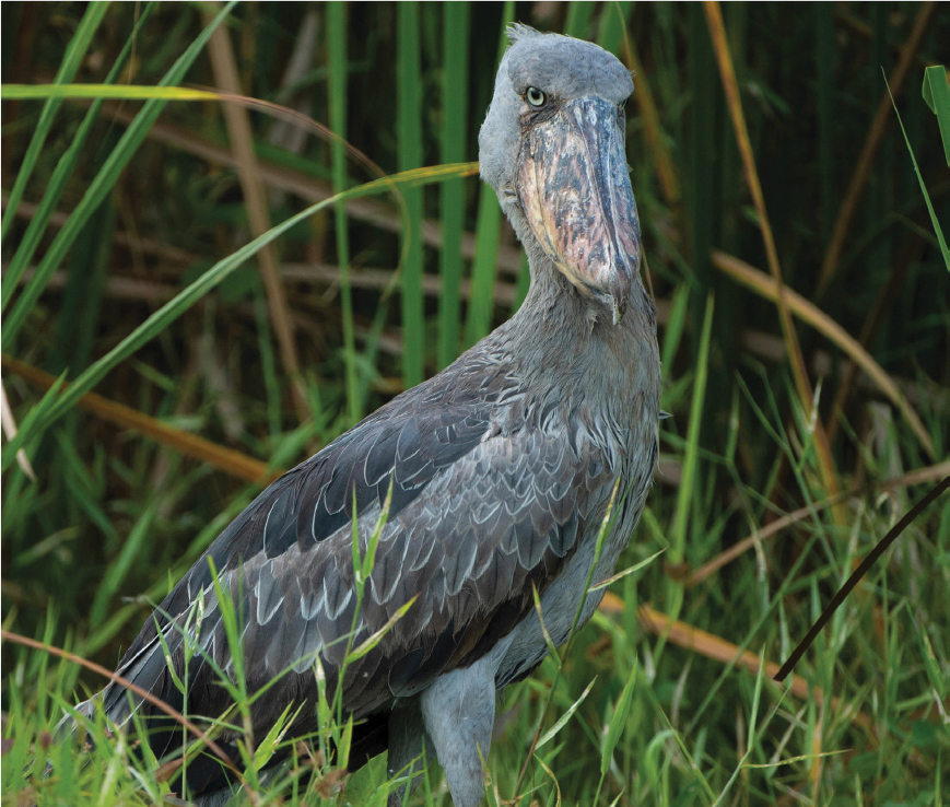A shoebill stork.