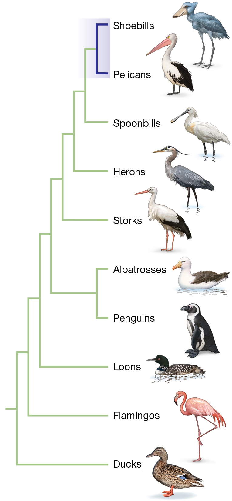 A phylogenic tree for different bird species, based on D N A sequence data.
