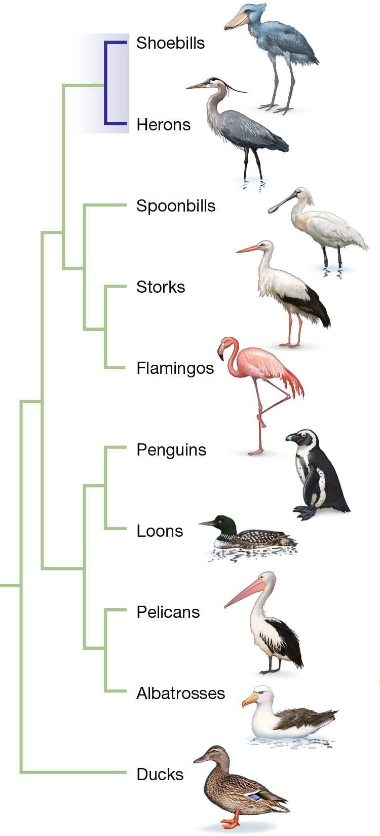 A phylogenic tree for different bird species, based on morphological characters.