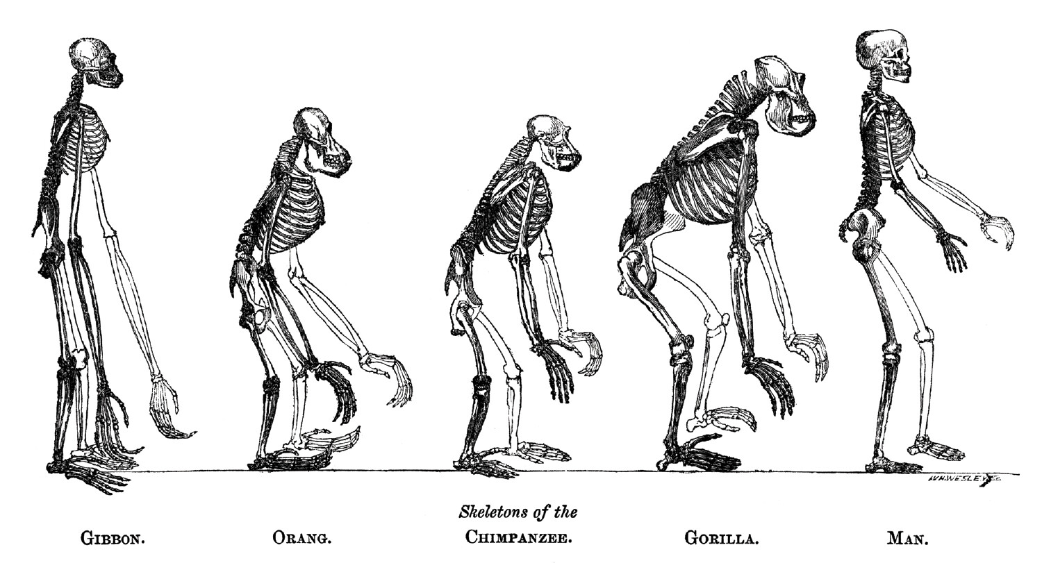 Five primate skeletons, with labeling in an antiquarian typeface.