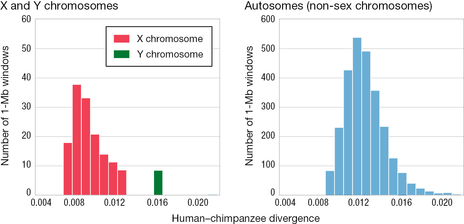 Two bar graphs illustrating human-chimpanzee genetic divergence.
