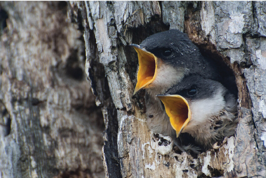 Two tree swallow chicks beg for food.